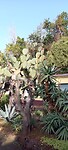Cactus tuin