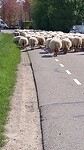 Kudde van 200 schapen bij Cothen