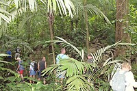Jungle