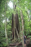 Wurgboom