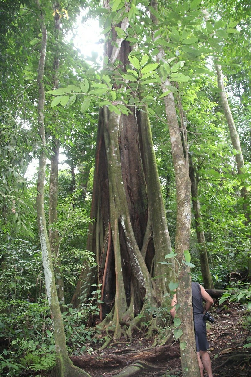 Wurgboom