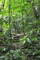 Door de jungle