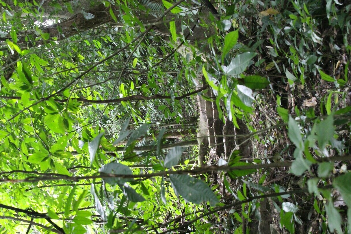 Door de jungle