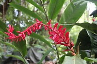 Flora