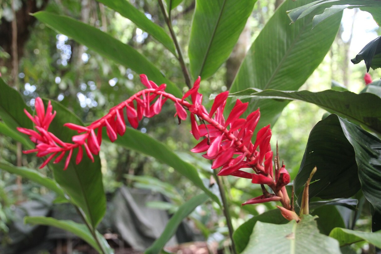 Flora