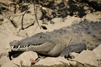 Krokodil