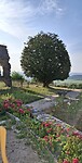Tuin basiliek
