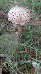 Mooie champignon of zo