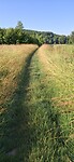Dwars-door het gras met dauw