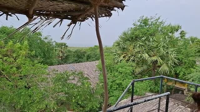 Uitzicht over de jungle