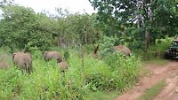 Olifanten safari
