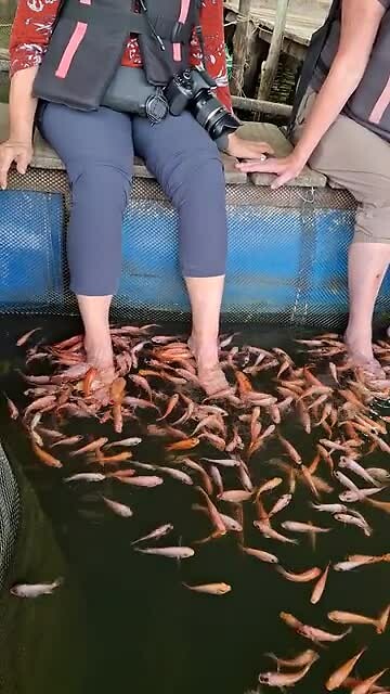 Visjes bassin