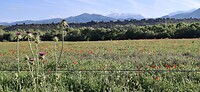 Klaproosjes in t veld