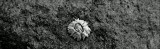 Mooi P1018856