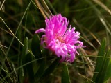 Mooi P1010833