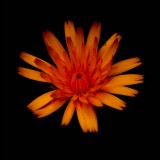 Mooi P1010964