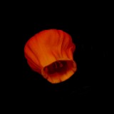 Mooi P1011119