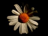 Mooi P1011189