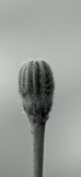 Mooi P1012494