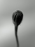 Mooi P1012503
