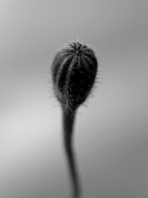 Mooi P1012503