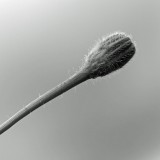 Mooi P1012495