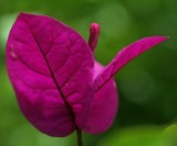 Mooi P1013410