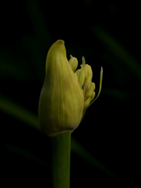 Mooi P1013397