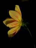 Mooi P1013420