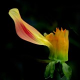 Mooi P1013431
