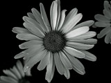 Mooi P1013381
