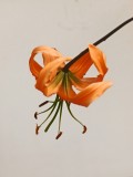 Mooi P1014082