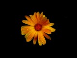 Mooi P1013998