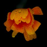Mooi P1013977