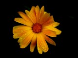 Mooi P1013995