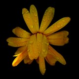 Mooi P1013972