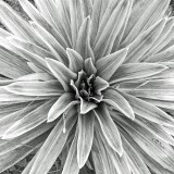 Mooi P1015257