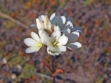 Mooi P1015360