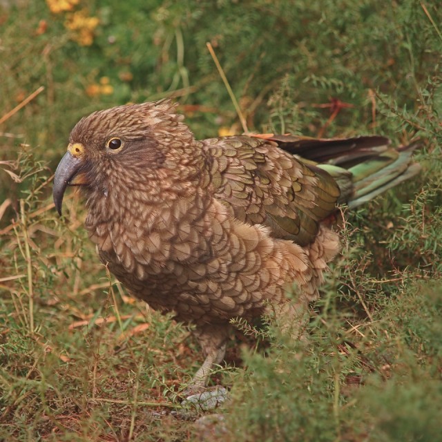 Mooi P1016310