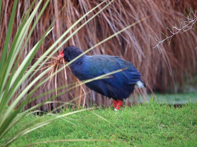 Mooi P1017529