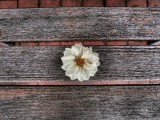 Mooi P1017564