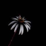 Mooi P1018143