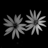 Mooi P1018166
