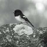 Mooi P1018174