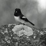 Mooi P1018175