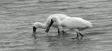 Mooi P1017710