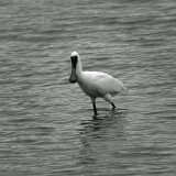 Mooi P1017718