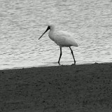Mooi P1017737