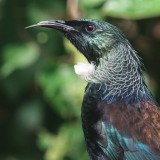 Mooi P1018580
