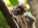 Monkey Itch